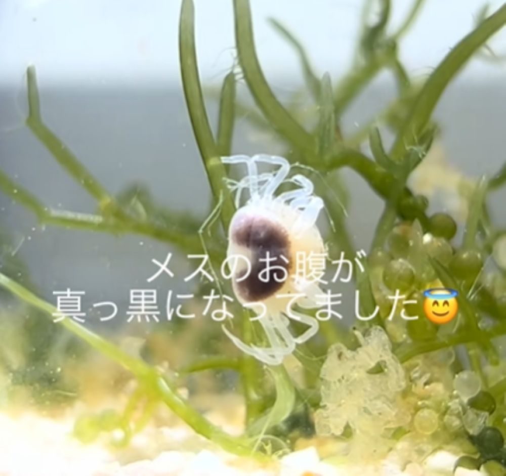 アサリから出てきたカニ⑥（＠ruuaquariumさんより提供）