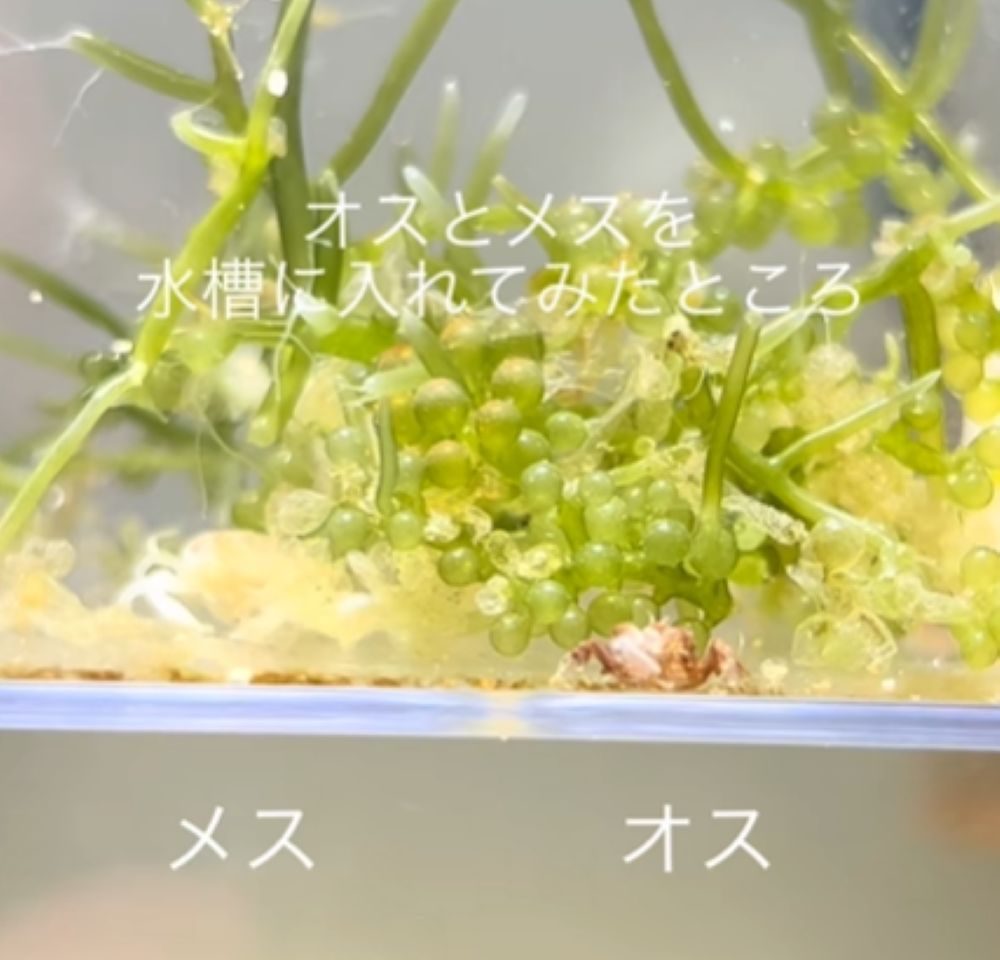 アサリから出てきたカニ④（＠ruuaquariumさんより提供）