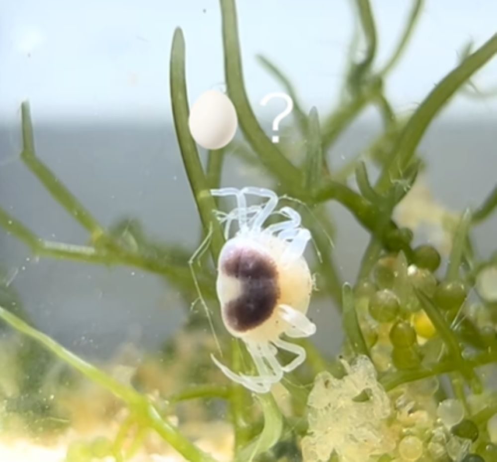 アサリから出てきたカニ⑦（＠ruuaquariumさんより提供）