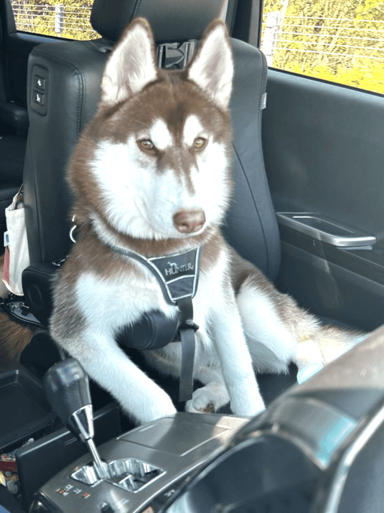 助手席に座るロズくん③（@remchan_0215さんより提供）