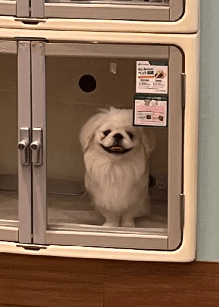 お迎え前の様子（＠Latte0724さんより提供）