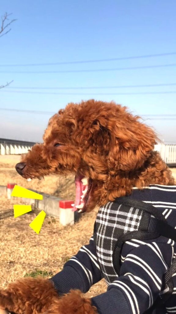 普段のえるもくん②（@elmo_dayさんより提供）