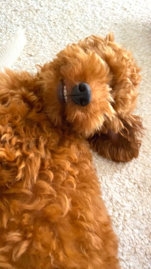 普段のえるもくん③（@elmo_dayさんより提供）