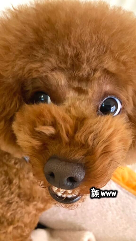 普段のえるもくん④（@elmo_dayさんより提供）