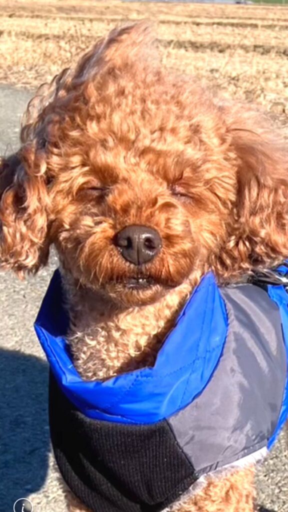 普段のえるもくん⑤（@elmo_dayさんより提供）