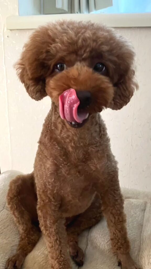 普段のえるもくん⑥（@elmo_dayさんより提供）