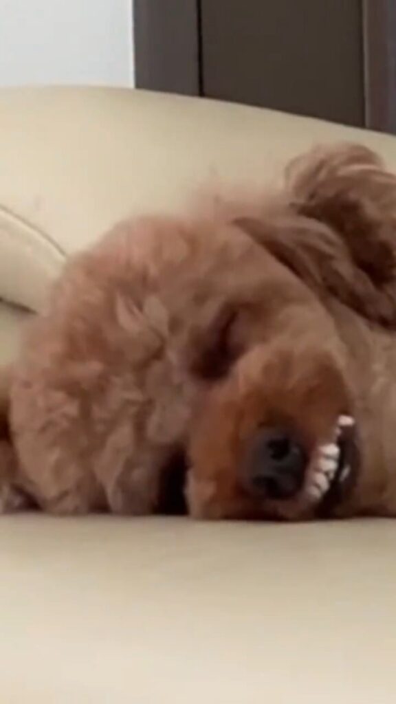 歯茎自慢えるもくん③（@elmo_dayさんより提供）