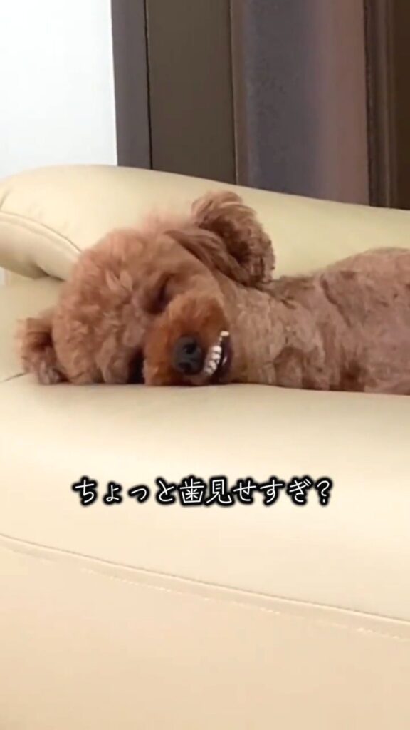 歯茎自慢えるもくん④（@elmo_dayさんより提供）