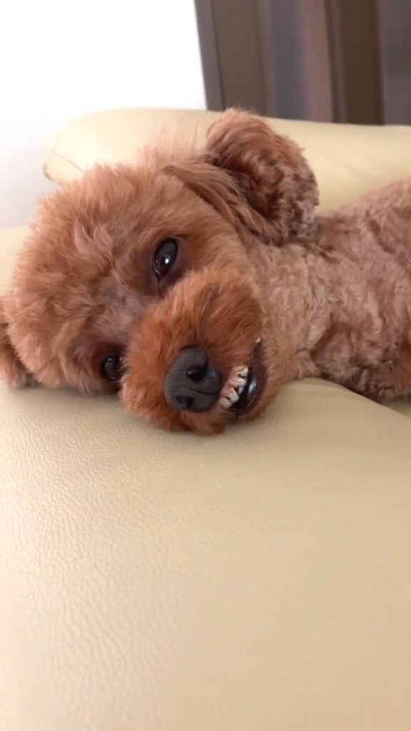 歯茎自慢えるもくん⑤（@elmo_dayさんより提供）