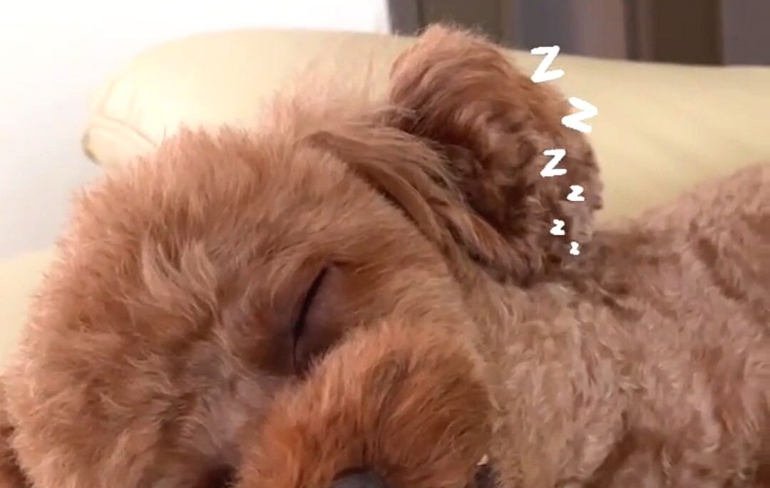 気持ちがよさそうに爆睡するトイプードル。　しかし、よ～く見ると「やばいｗｗｗ」「CMに出てほしい」「歯磨きしやすそう」