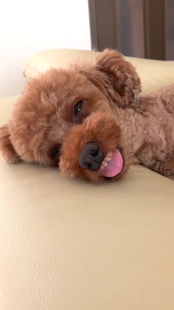 歯茎自慢えるもくん⑦（@elmo_dayさんより提供）