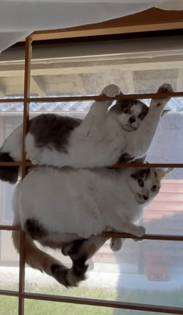 カーテンの後ろに隠れていた猫たち②（＠2bu5maさんより提供）