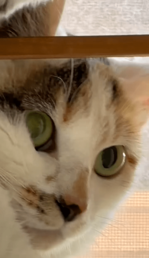 カーテンの後ろに隠れていた猫たち③（＠2bu5maさんより提供）