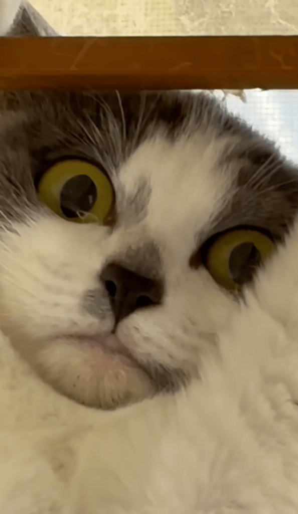 カーテンの後ろに隠れていた猫たち④（＠2bu5maさんより提供）