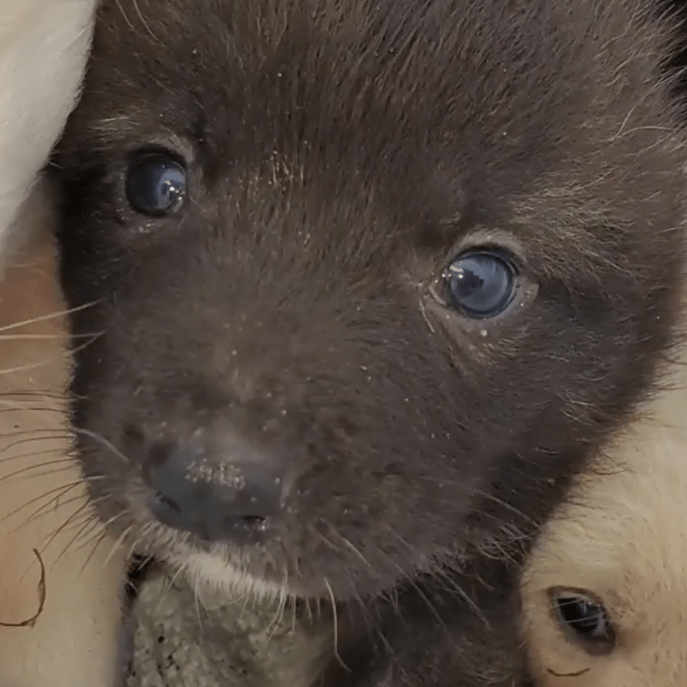 保護当初のオレオくん①（＠kobe_pinky さんより提供）