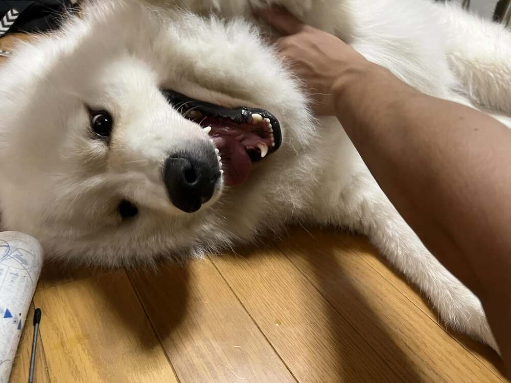 サモエドのマッチョくん③（@akinori.f0218さんより提供）