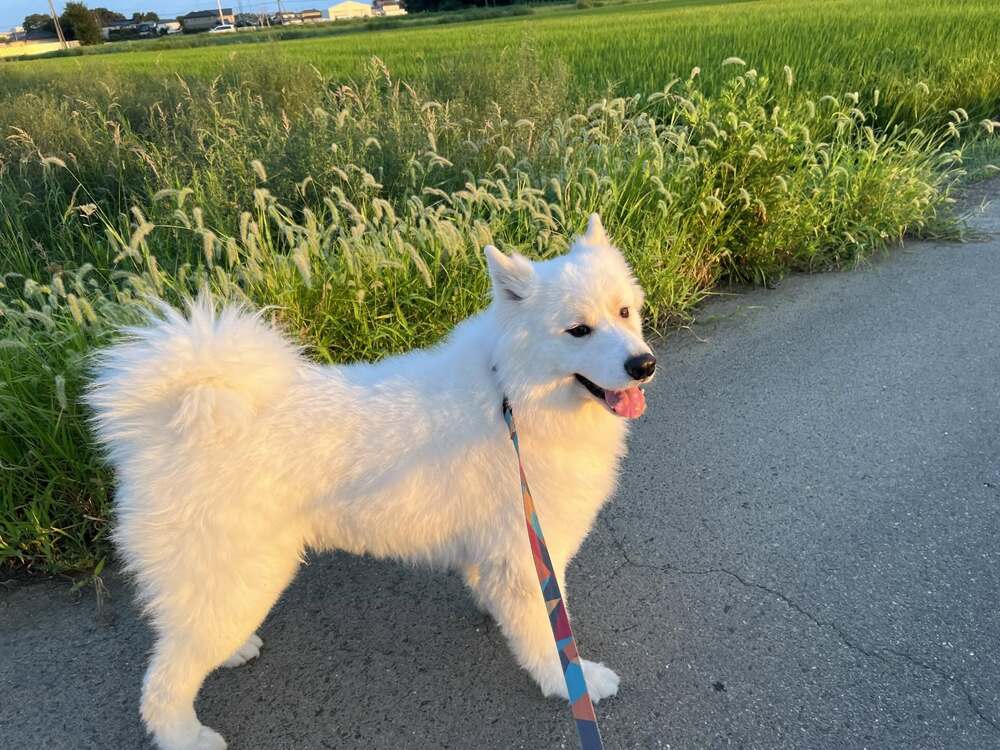 サモエドのマッチョくん①（@akinori.f0218さんより提供）