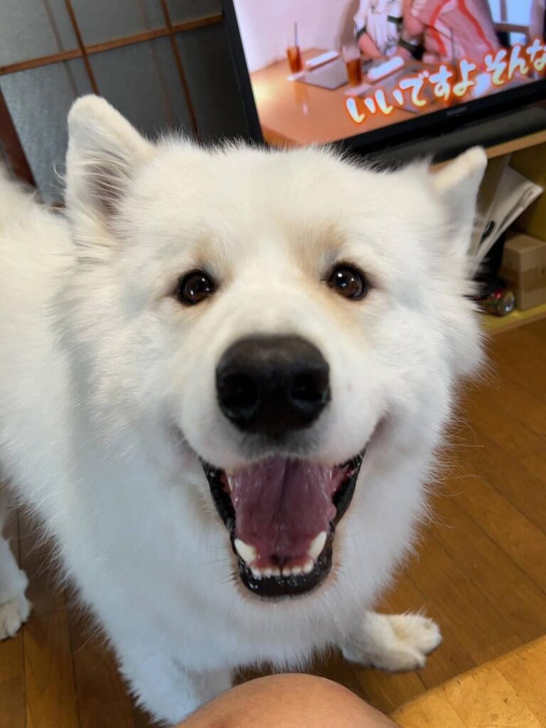 サモエドのマッチョくん②（@akinori.f0218さんより提供）
