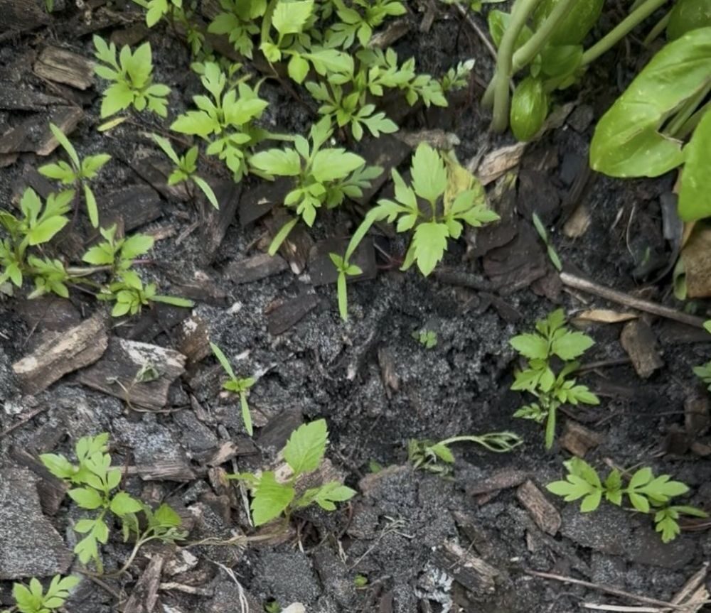 妻「ネギ植えといてー」夫「わかった!」→しかし、植えた場所をよく見ると…「えぇぇ…」「う、うそだろ」「そっちじゃねぇ!」