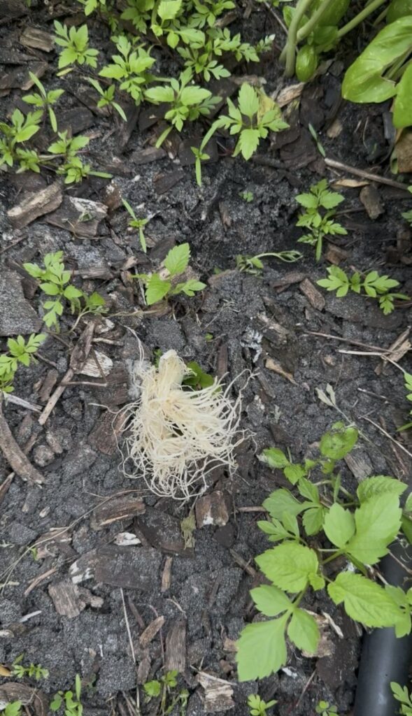 逆向きに植えられたネギ①（＠loooove.tさんより提供）