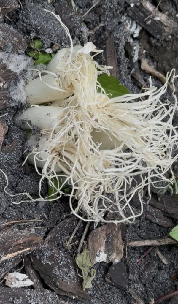 逆向きに植えられたネギ②（＠loooove.tさんより提供）