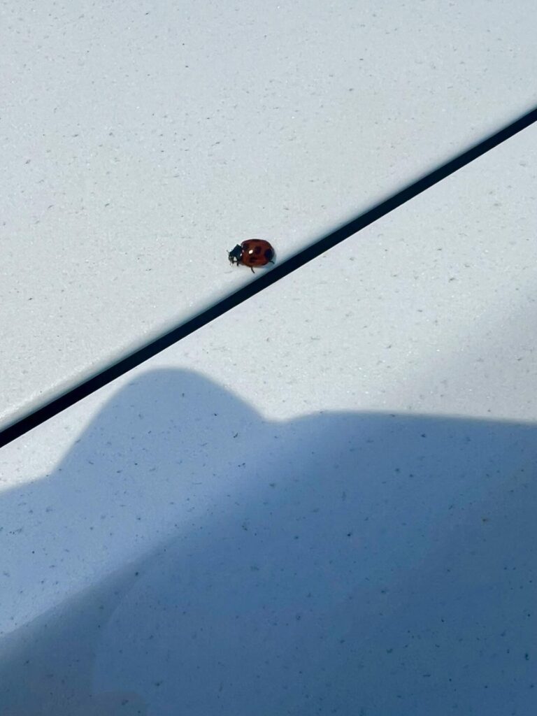 日常の可愛いものを撮影②（＠mayumana0117さんより提供）