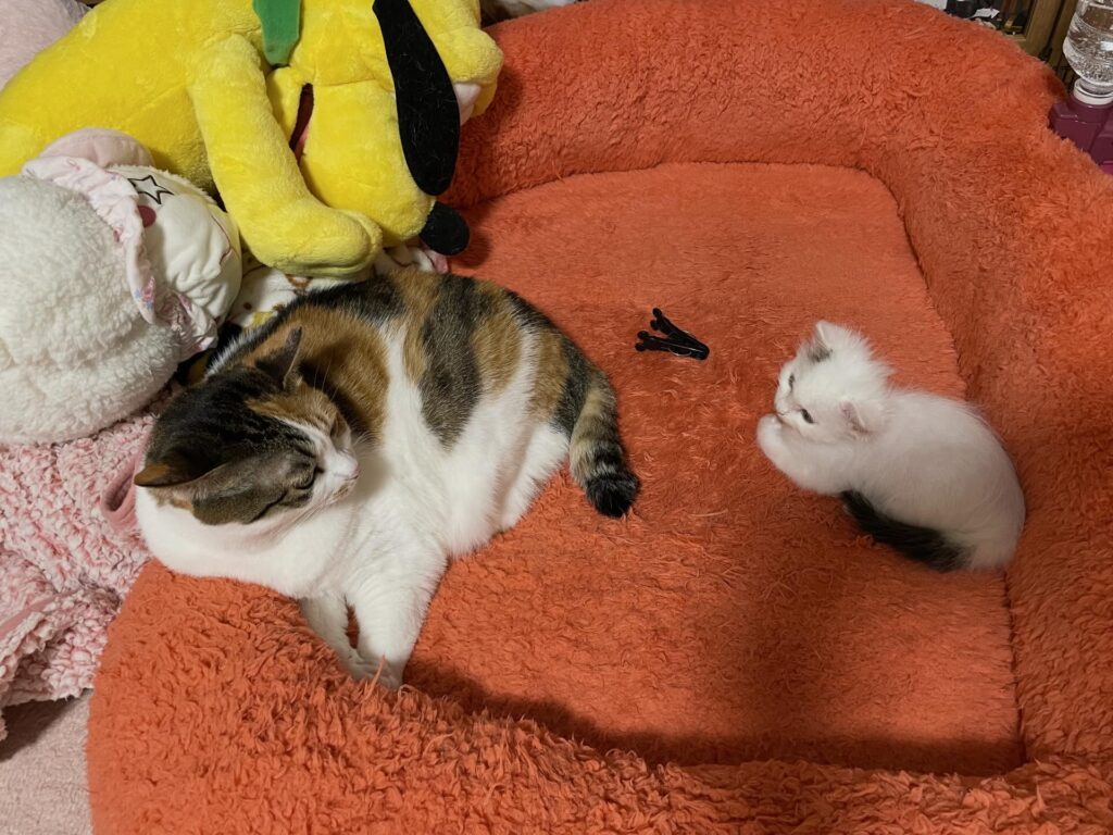 子猫を迎えた頃①（@couleur.aya.couleurさんより提供）