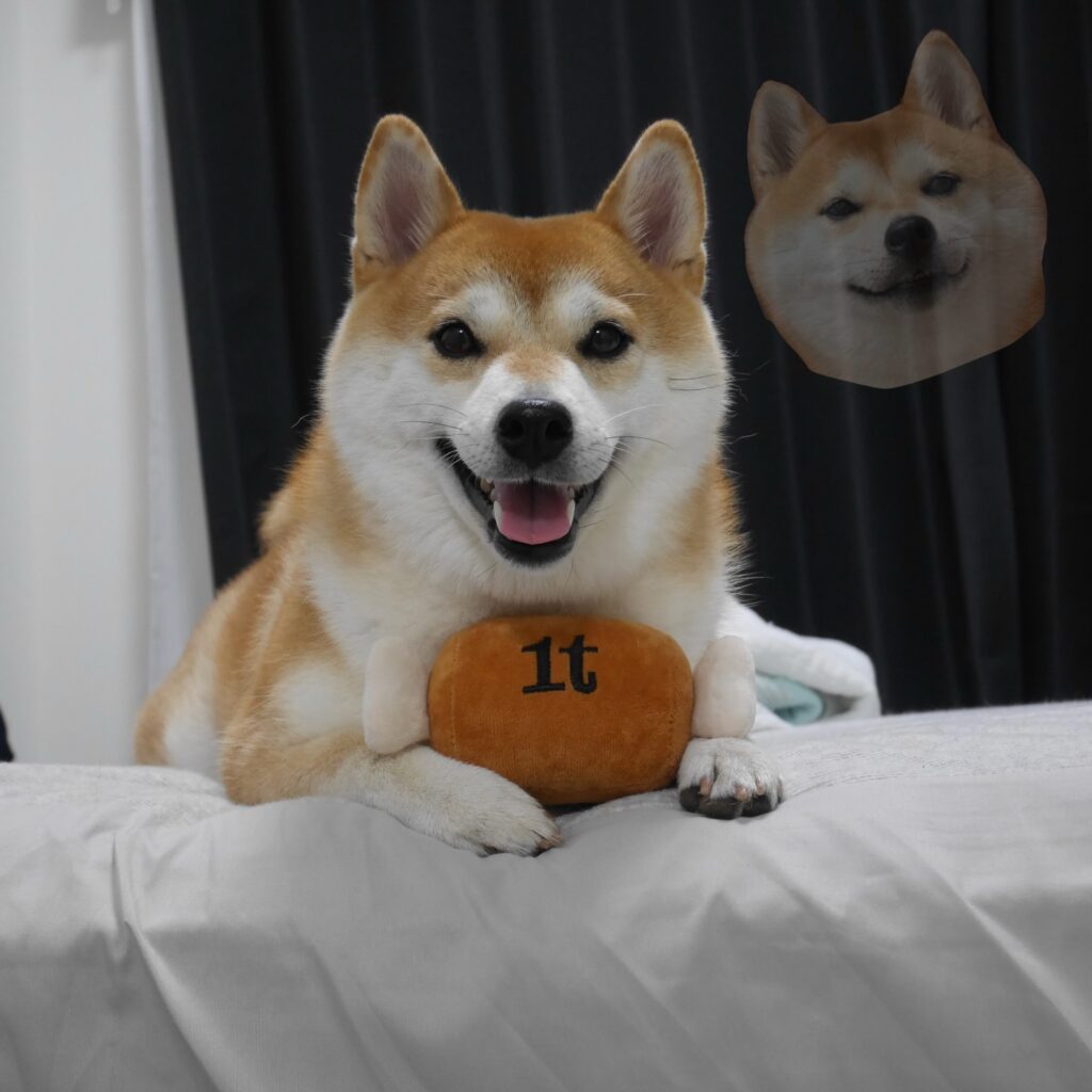 おもちゃを返した様子①（＠odentokone0215さんより提供）