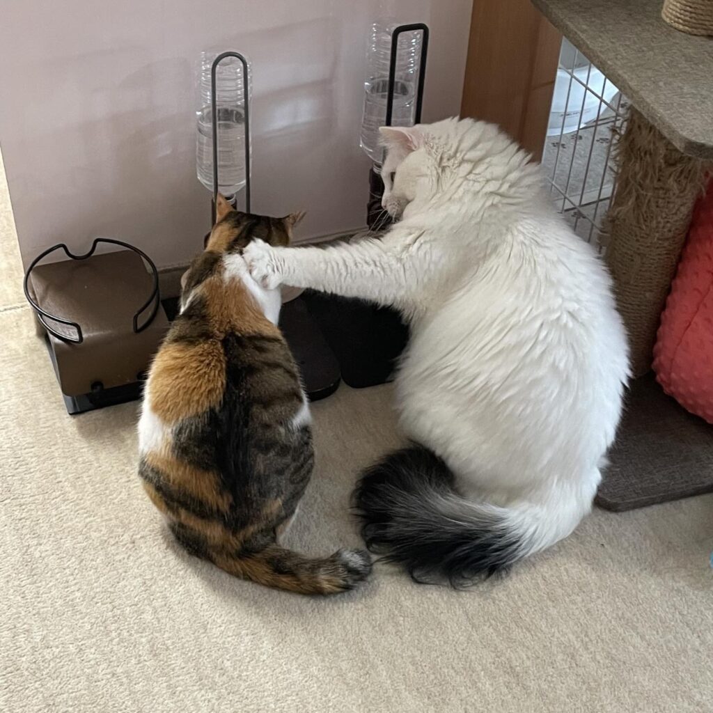 現在の様子②（@couleur.aya.couleurさんより提供）