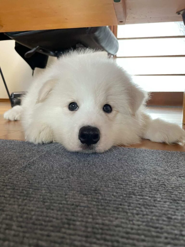 子犬の頃のマッチョくん②（@akinori.f0218さんより提供）