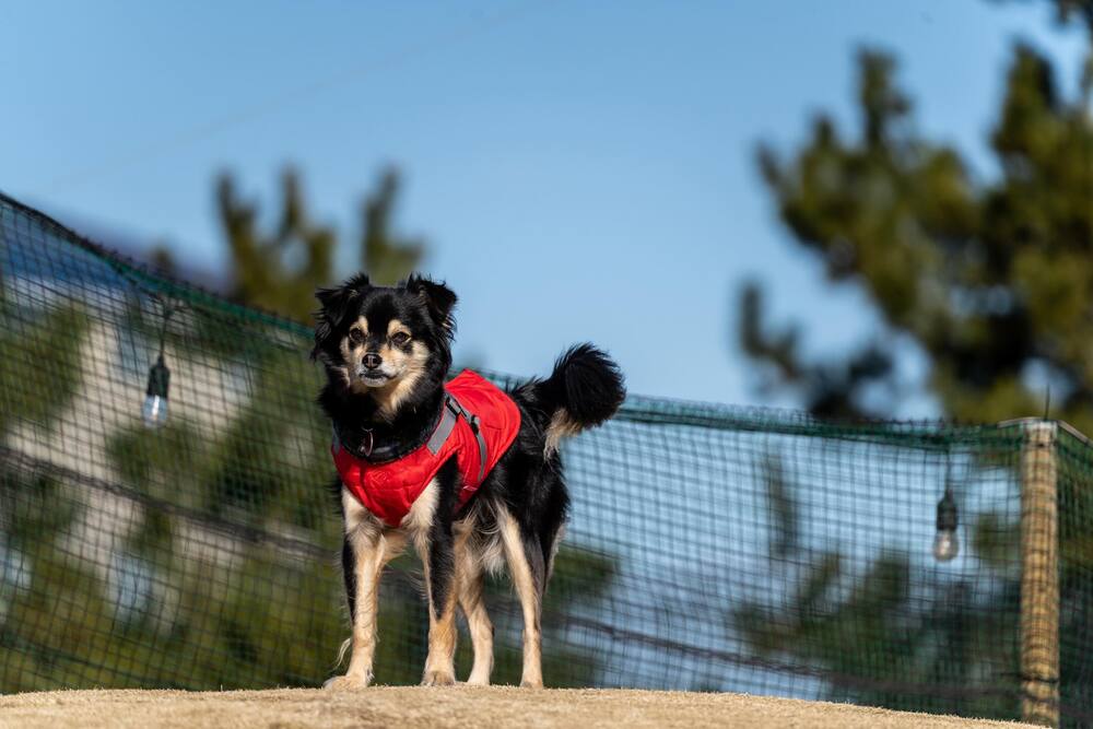 普段の様子①（@chocotychoさんより提供）