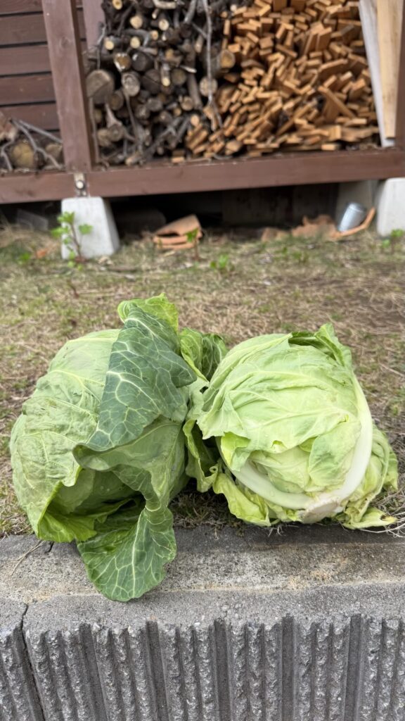 お裾分けのキャベツ（＠koji.to.kurasuさんより提供）