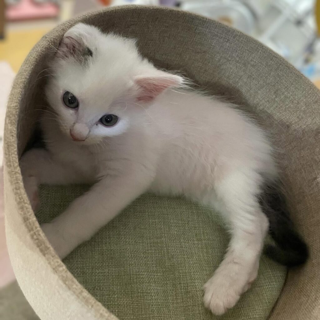 子猫を迎えた頃②（@couleur.aya.couleurさんより提供）