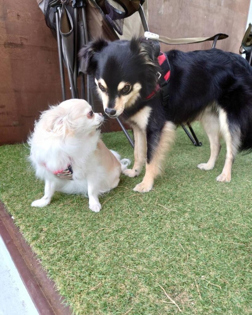 普段の様子②（@chocotychoさんより提供）