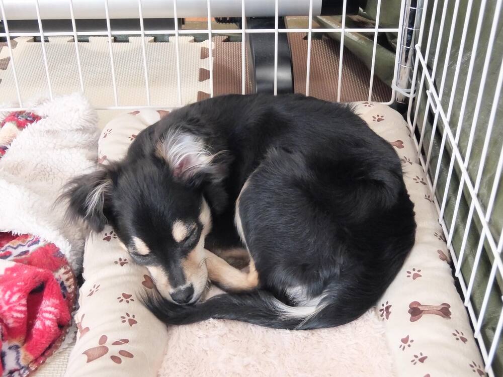 生後5ヶ月の頃④（@chocotychoさんより提供）