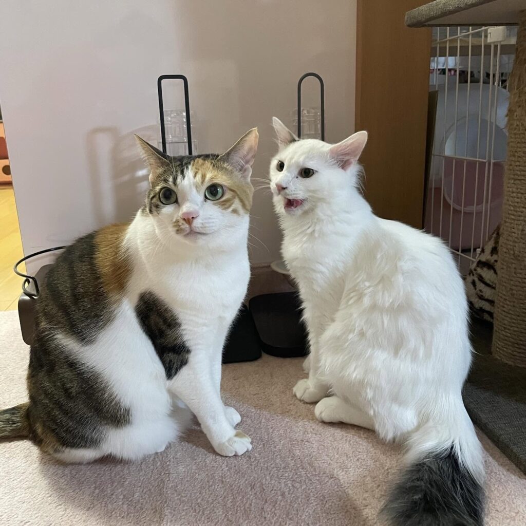 猫たちの日常①（@couleur.aya.couleurさんより提供）