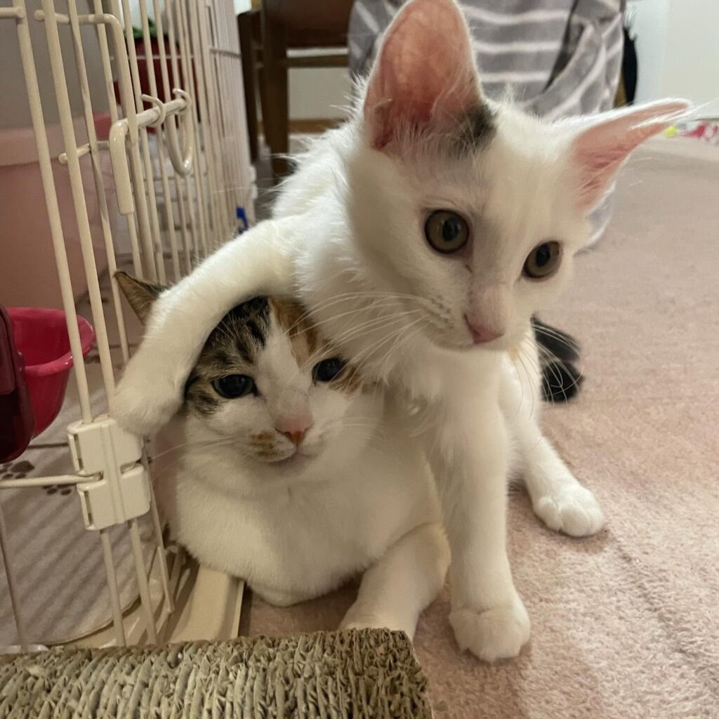 猫たちの日常②（@couleur.aya.couleurさんより提供）