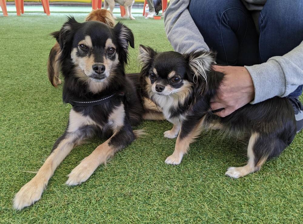 普段の様子③（@chocotychoさんより提供）