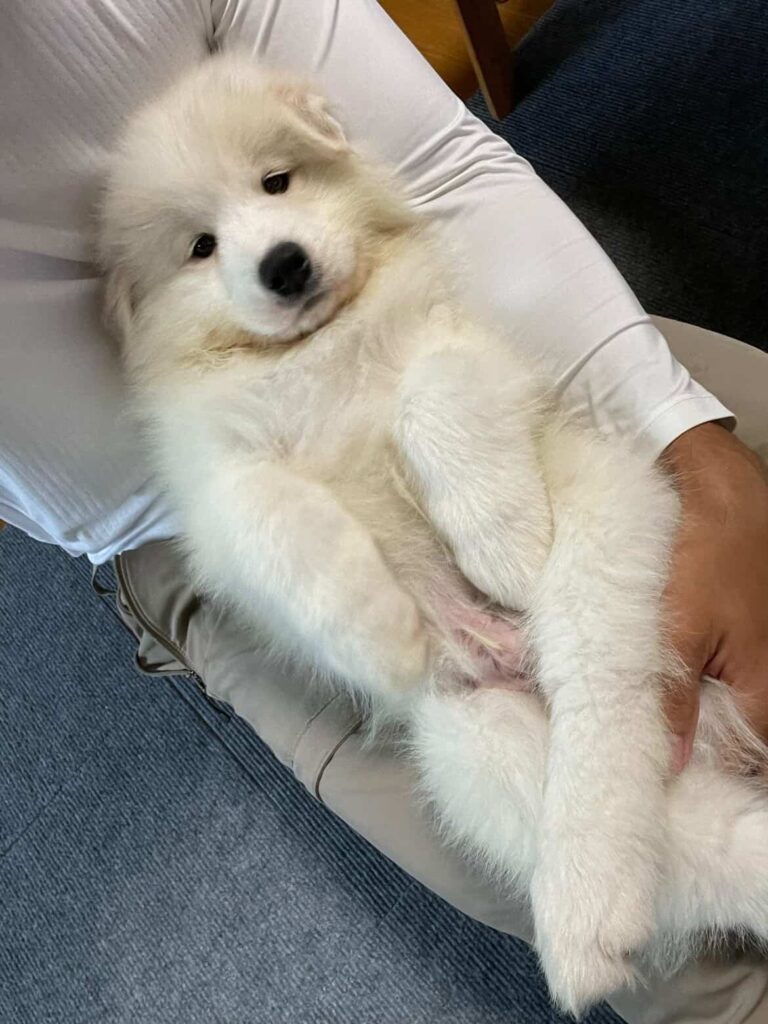 子犬の頃のマッチョくん①（@akinori.f0218さんより提供）