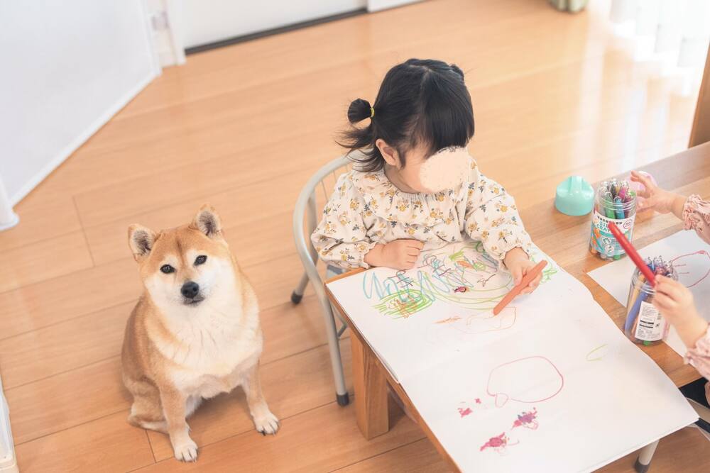 自然とポーズを決めるむぎちゃん④（@shiba_mugistaさんより提供）