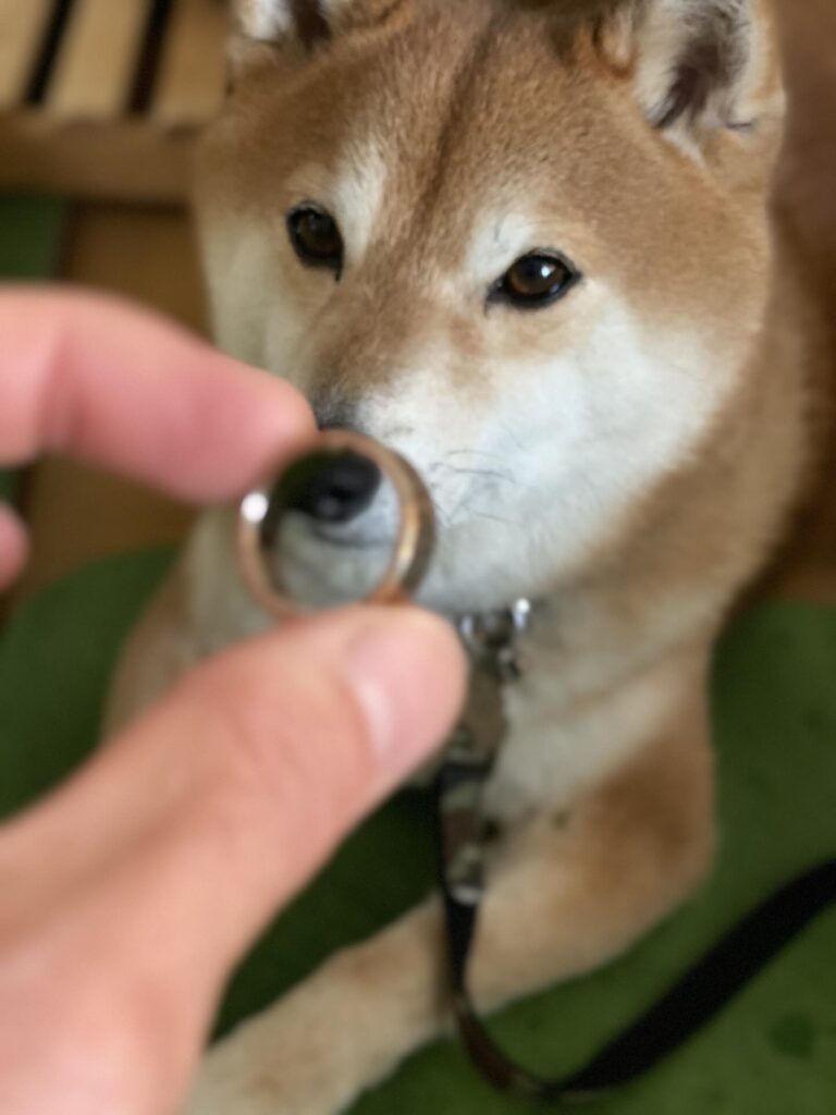 見つけた指輪①（＠hashiruhito_fujisanさんより提供）