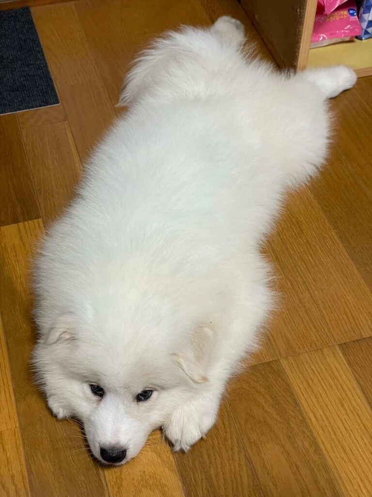 子犬の頃のマッチョくん③（@akinori.f0218さんより提供）