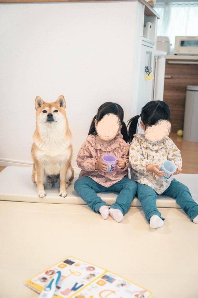 自然とポーズを決めるむぎちゃん①（@shiba_mugistaさんより提供）