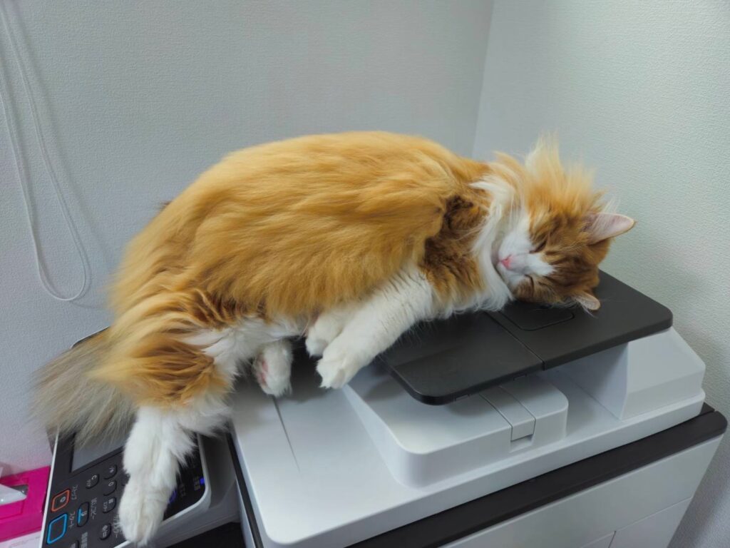 こてつくん①（＠tatsumi_yamaiさんより提供）