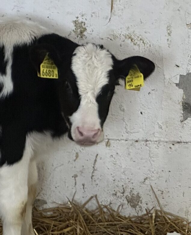牛がかじった牛舎の壁をよく見ると…牧場スタッフが驚愕した“まさかの光景”に「生産者の顔だｗｗｗｗ」「賢い」