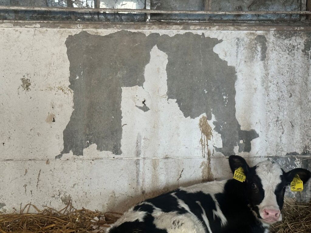 壁をかじった後の様子（＠mominoki_farmさんより提供）