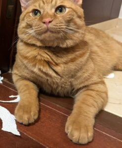 愛猫にはがされた壁紙。しかしよく見てみると…まさかの光景に「職人技」「怒るに怒れない」