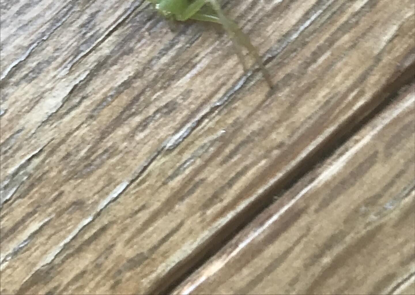 夫「妻の生まれ変わりじゃないか」投稿された、まさかの生き物に…「旦那さんわろた」「不思議…」