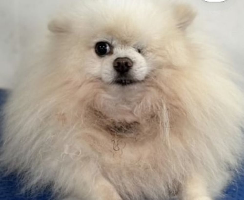 普段の様子①（＠twinkle_wink11さんより提供）