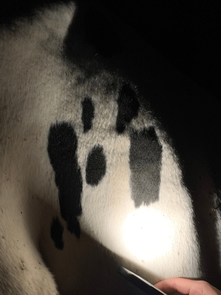 「ムンクの叫び」に見える模様（＠mominoki_farmさんより提供）